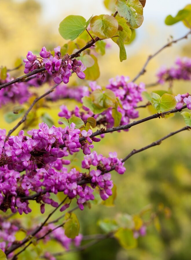 Judasboom | Cercis canadensis 'Forest Pansy'