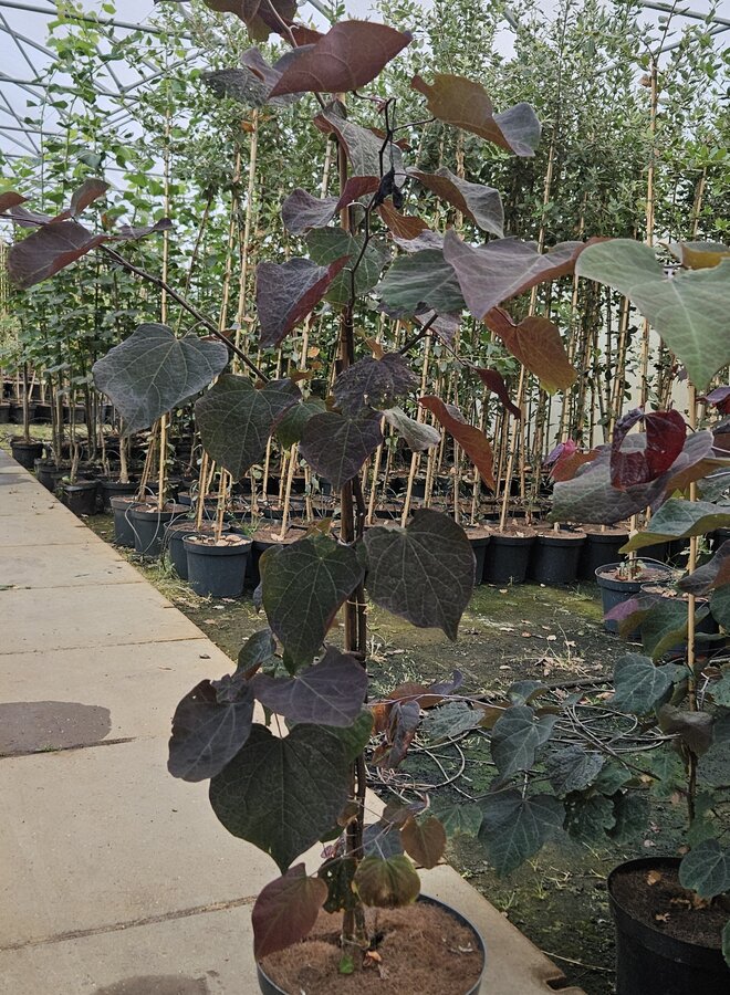 Judasboom | Cercis canadensis 'Forest Pansy'