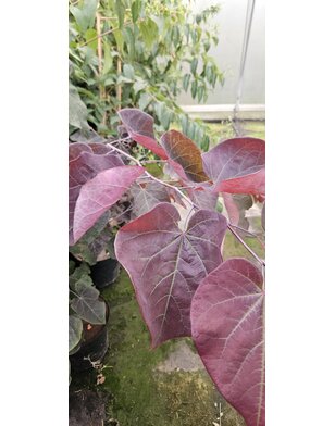Judasboom | Cercis canadensis 'Forest Pansy'