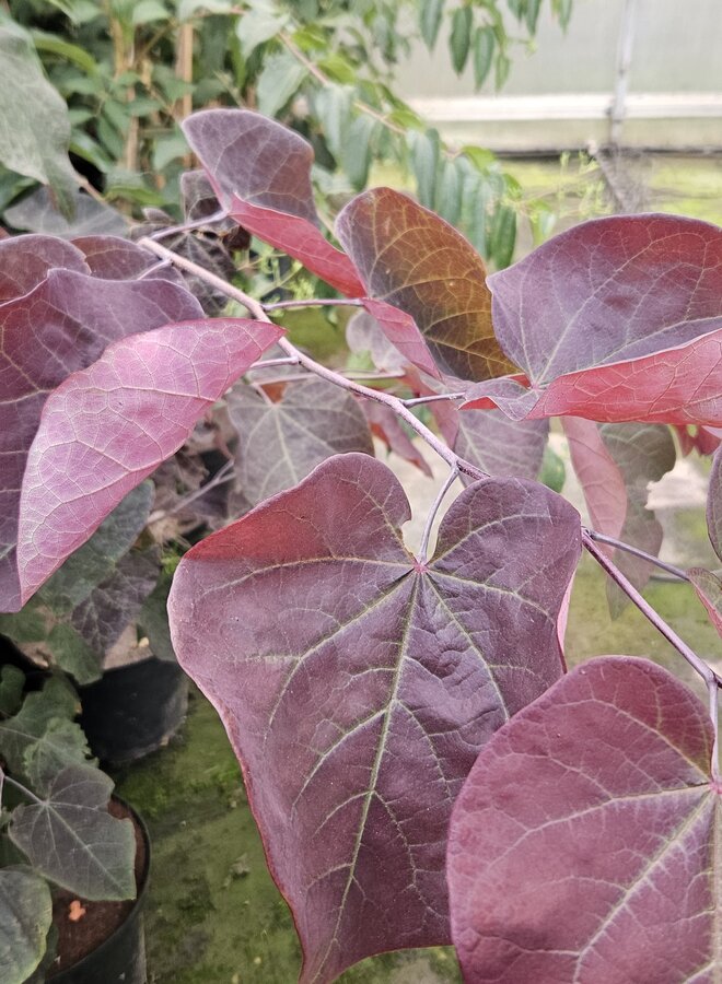 Judasboom | Cercis canadensis 'Forest Pansy'