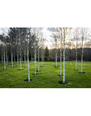 Witte Berk  | Betula utilis jacquemontii