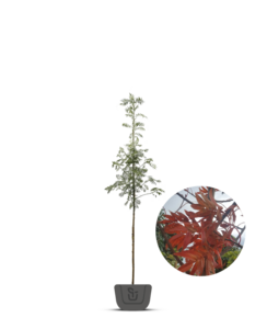 Lijsterbes | Sorbus Henk Vink