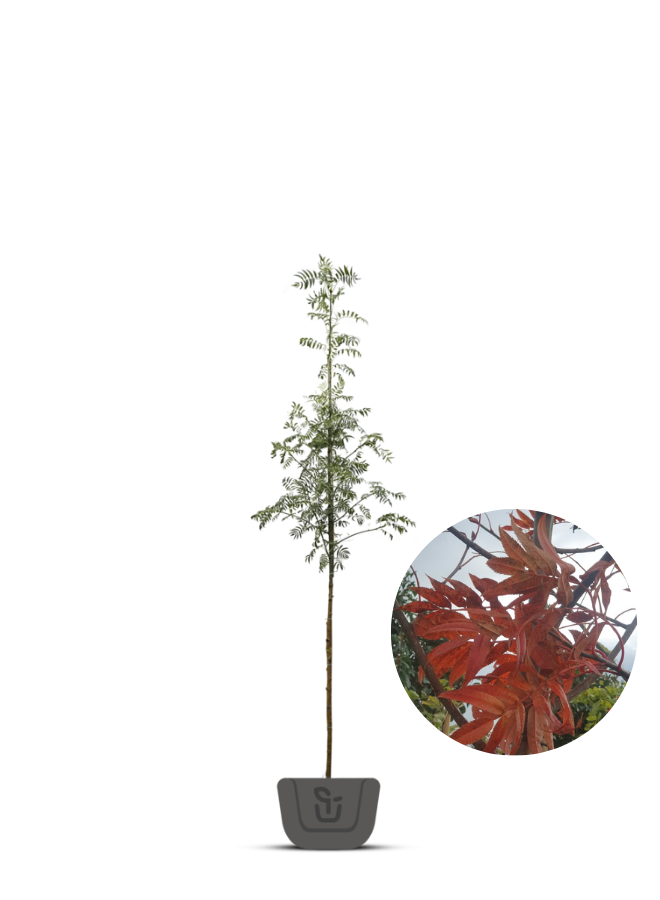 Lijsterbes | Sorbus Henk Vink