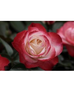 Theeroos | Rosa 'Nostalgie'