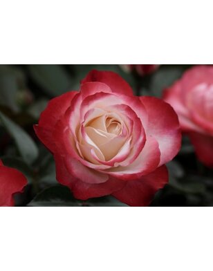 Theeroos | Rosa 'Nostalgie'