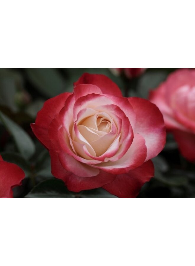 Theeroos | Rosa 'Nostalgie'