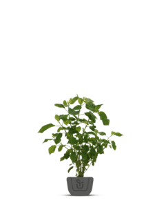 Rhododendron Cunningham's White