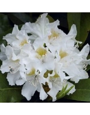 Rhododendron Cunningham's White