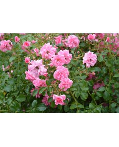 Bodembedekkende roos | Rosa 'Mirato'