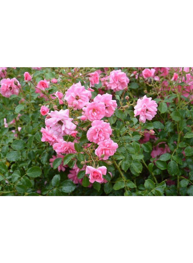 Bodembedekkende roos | Rosa 'Mirato'