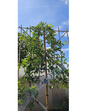 Lei-Portugese laurier | Prunus lus.  Ybrazo | Tico