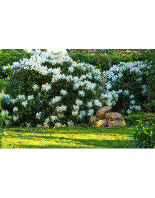 Rhododendron Cunningham's White