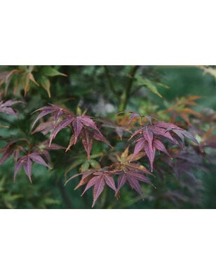Japanse esdoorn | Acer pal. Sumi-Nagashi
