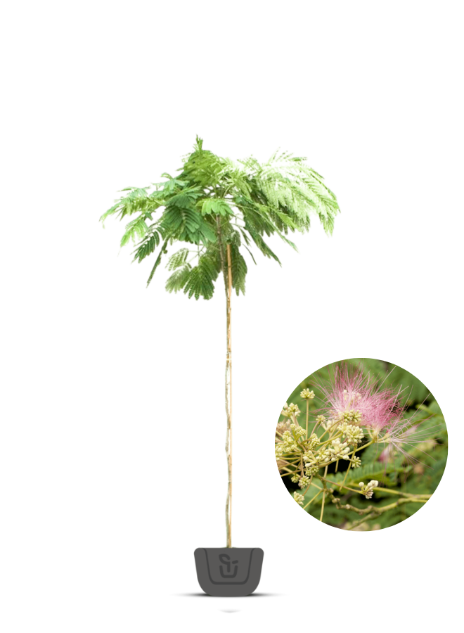 Perzische slaapboom | Albizia jul. Shidare