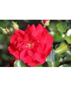 Bodembedekkende roos | Rosa 'Salsa'