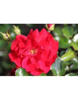 Bodembedekkende roos | Rosa 'Salsa'