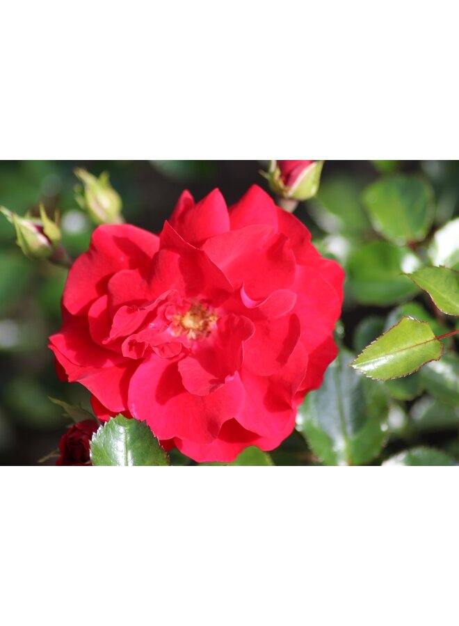 Bodembedekkende roos | Rosa 'Salsa'