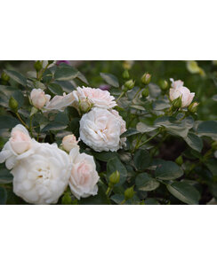 Bodembedekkende roos | Rosa 'Aspirin Rose'