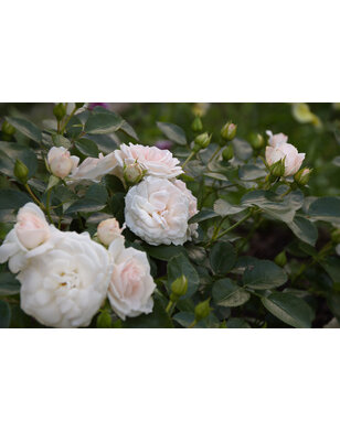 Bodembedekkende roos | Rosa 'Aspirin Rose'