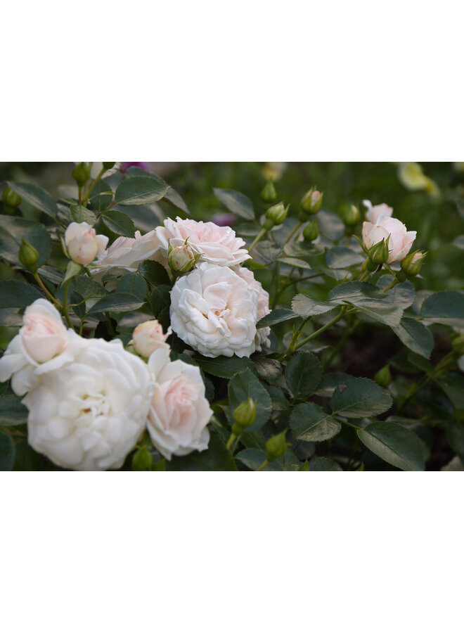 Bodembedekkende roos | Rosa 'Aspirin Rose'
