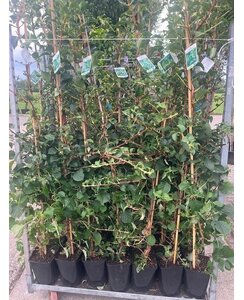 Hydrangea petiolaris | Klimhortensia