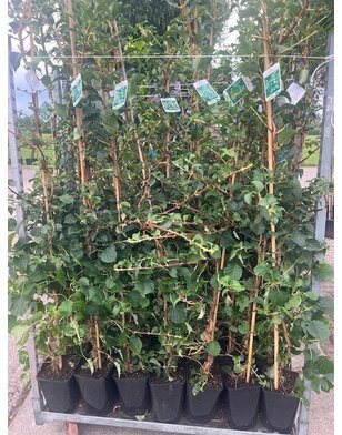 Hydrangea petiolaris | Klimhortensia