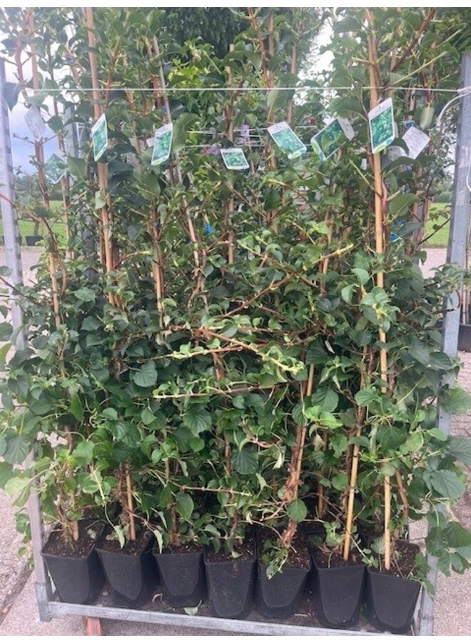 Hydrangea petiolaris | Klimhortensia