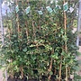 Hydrangea petiolaris | Klimhortensia