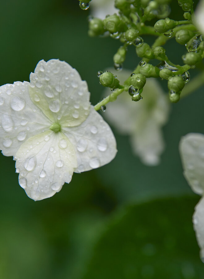 Hydrangea petiolaris | Klimhortensia