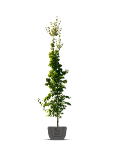 Kornoelje | Cornus kousa Flower Tower