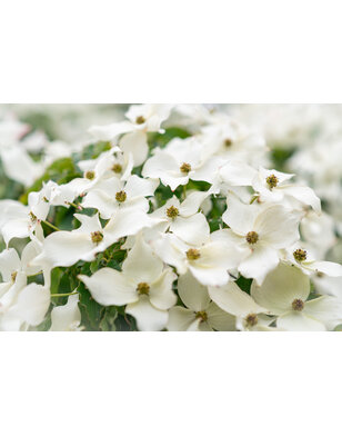 Kornoelje | Cornus kousa Flower Tower