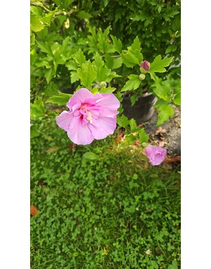 Hibiscus roze