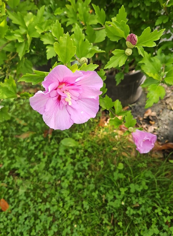Hibiscus roze