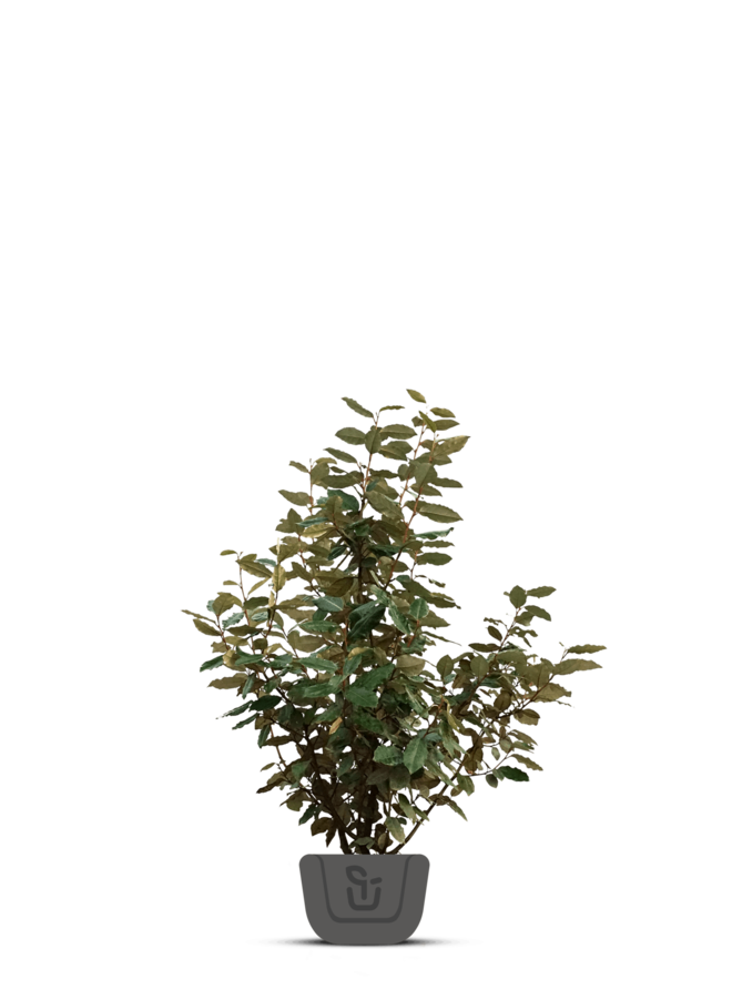 Osmanthus burkwoodii | Schijnhulst