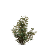 Osmanthus burkwoodii | Schijnhulst