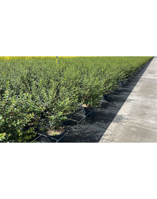 Osmanthus burkwoodii | Schijnhulst