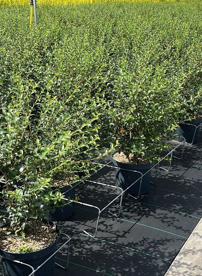 Osmanthus burkwoodii | Schijnhulst