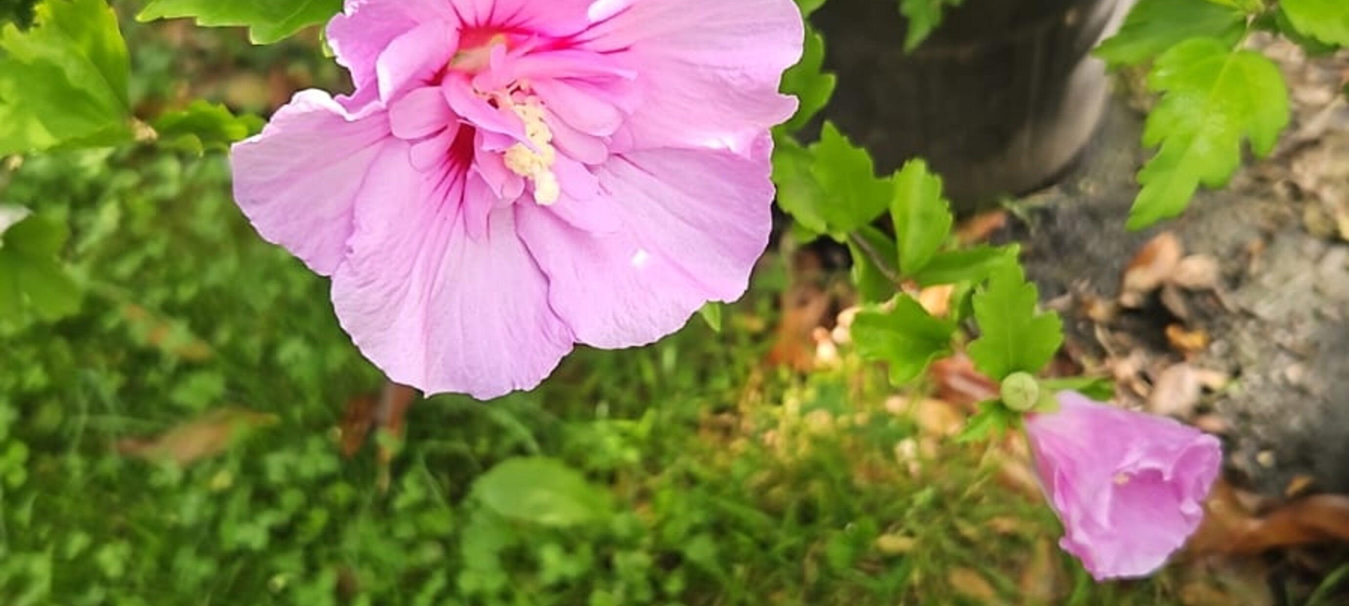 Bomen planten in augustus? Jazeker!