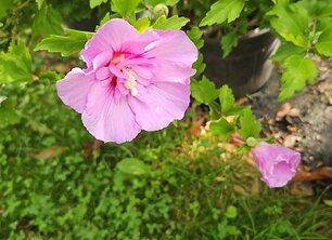 Bomen planten in augustus? Jazeker!