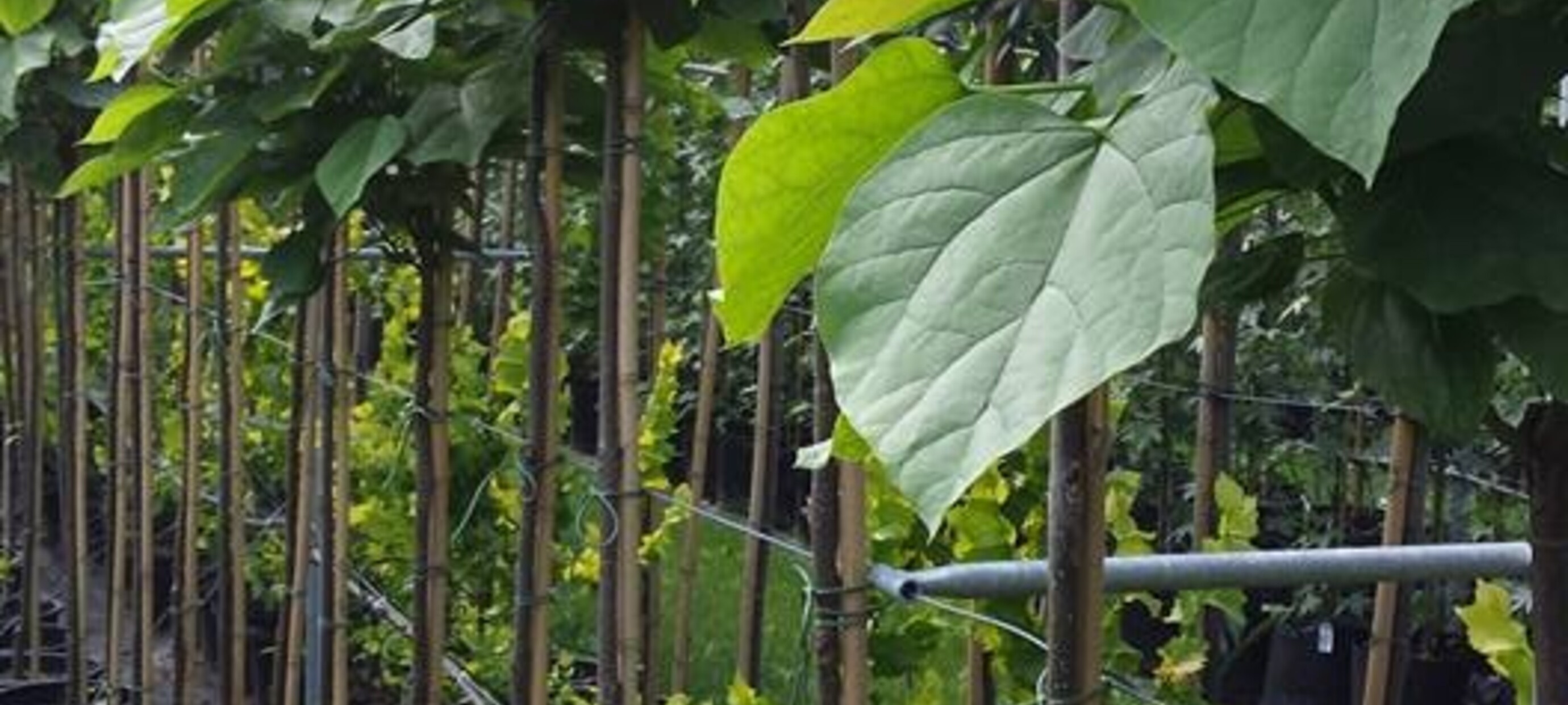Op zoek naar goedkopen bomen?