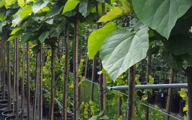 Op zoek naar goedkopen bomen?