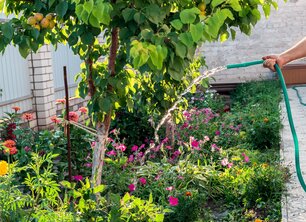 De top 5 bomen voor extra biodiversiteit in je tuin