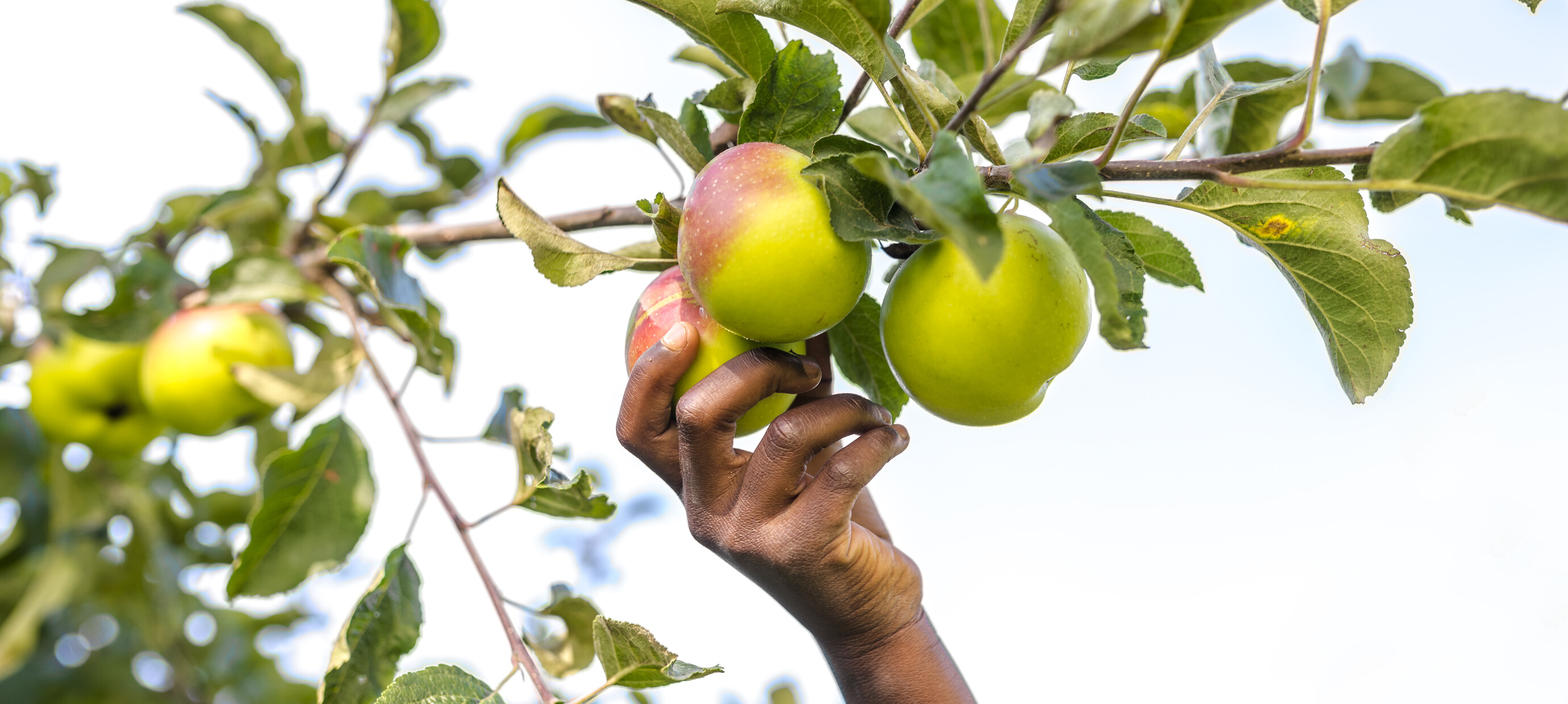 Fruit uit eigen tuin: de makkelijkste fruitbomen voor beginners