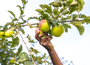 Fruit uit eigen tuin: de makkelijkste fruitbomen voor beginners