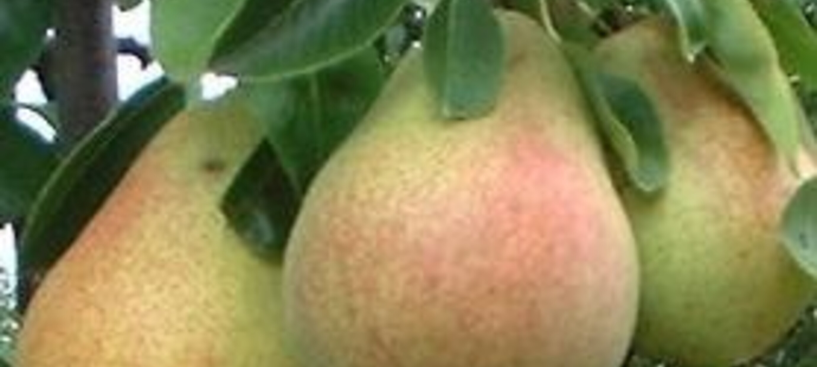 Wanneer fruitbomen planten? | Bomenkopen – tips voor een gezonde start