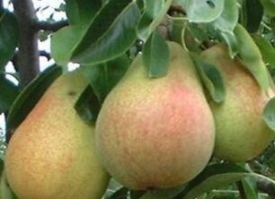 Wanneer fruitbomen planten? | Bomenkopen – tips voor een gezonde start
