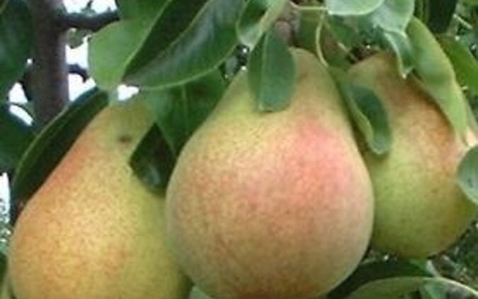Wanneer fruitbomen planten? | Bomenkopen – tips voor een gezonde start
