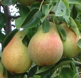 Wanneer fruitbomen planten? | Bomenkopen  tips voor een gezonde start -  Bomenkopen.nl