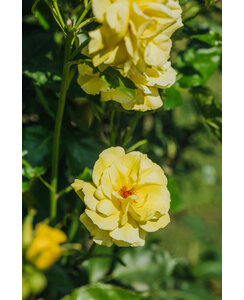 Bodembedekkende roos | Rosa 'Candela'