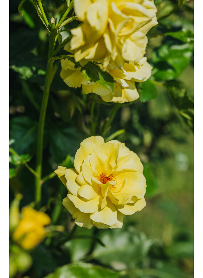 Bodembedekkende roos | Rosa 'Candela'